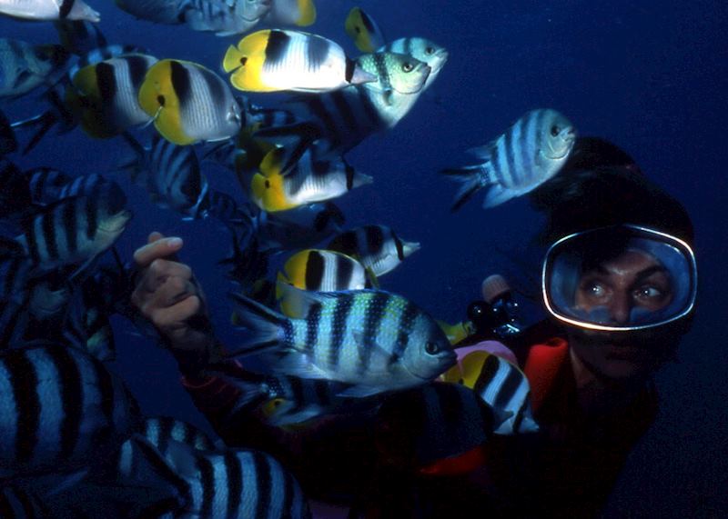 Butterfly fish, Huahine