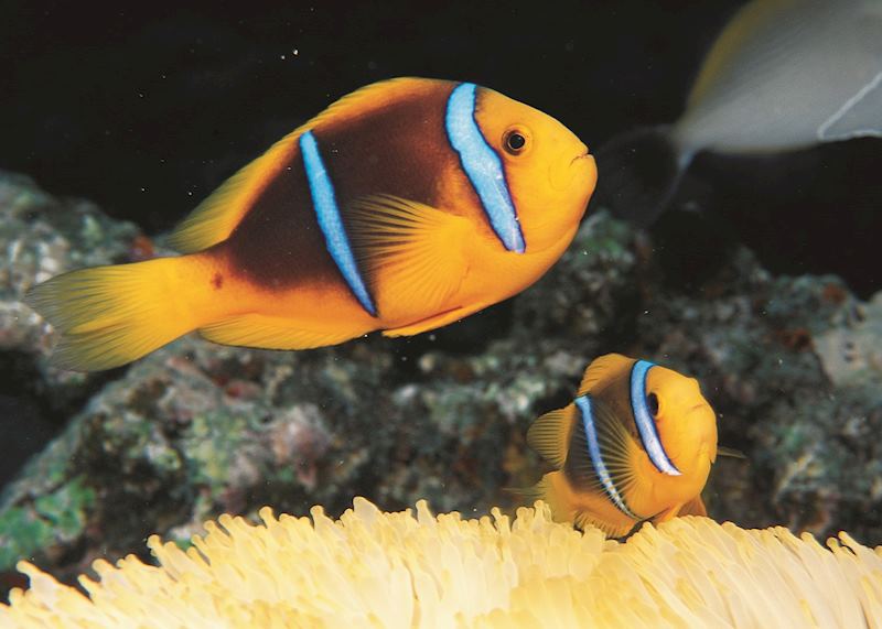 Clown fish, Bora Bora