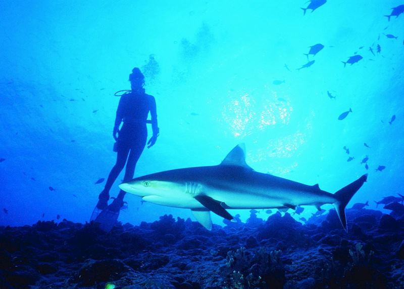 Grey shark, Taha'a
