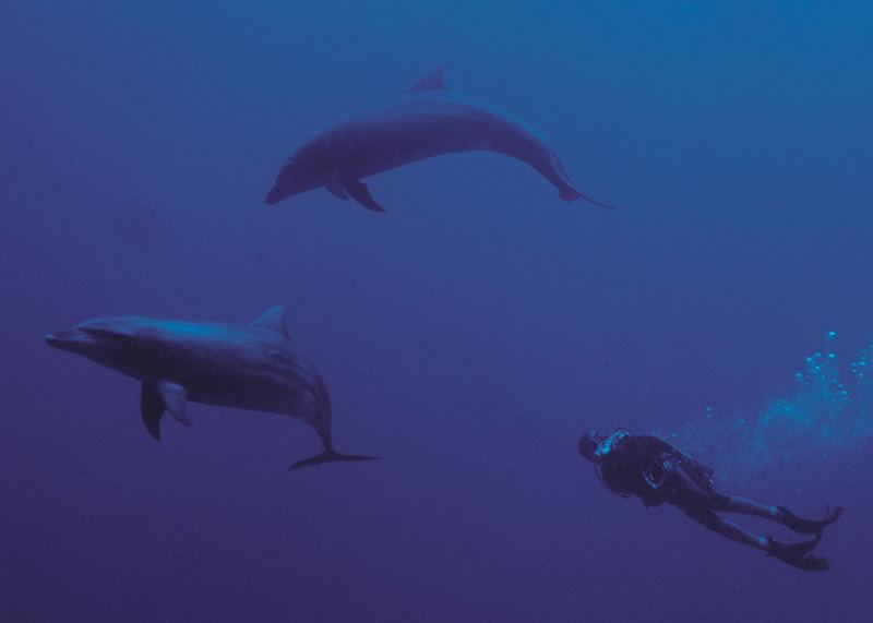 Diving with dolphins, Tikehau