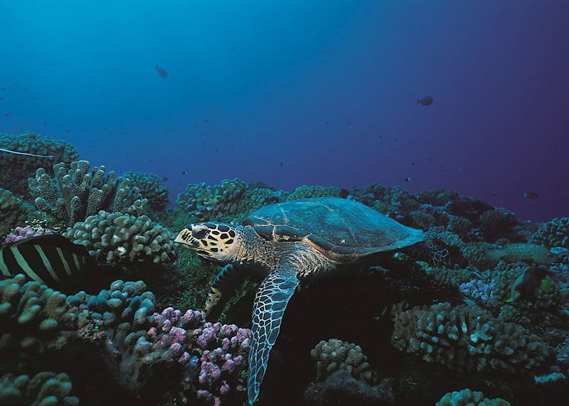 Turtle, Bora Bora