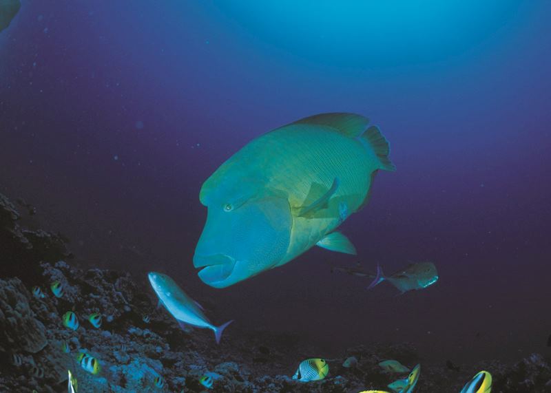 Napoleon fish, Bora Bora