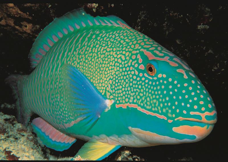 Parrot fish, Fakarava