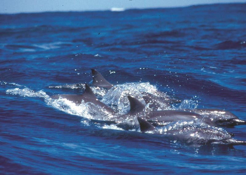 Dolphins, Rurutu