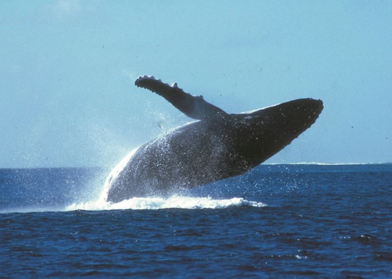 Humpback whale, Rurutu