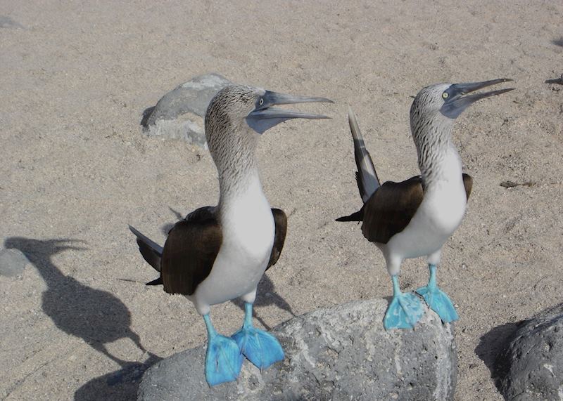 Blue footed boobies, Galapagos Islands