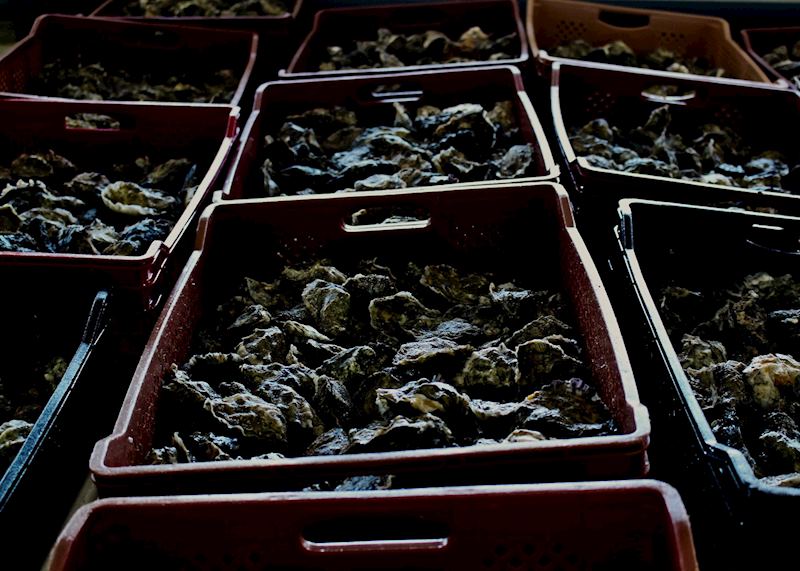 Oyster harvest, Oualidia