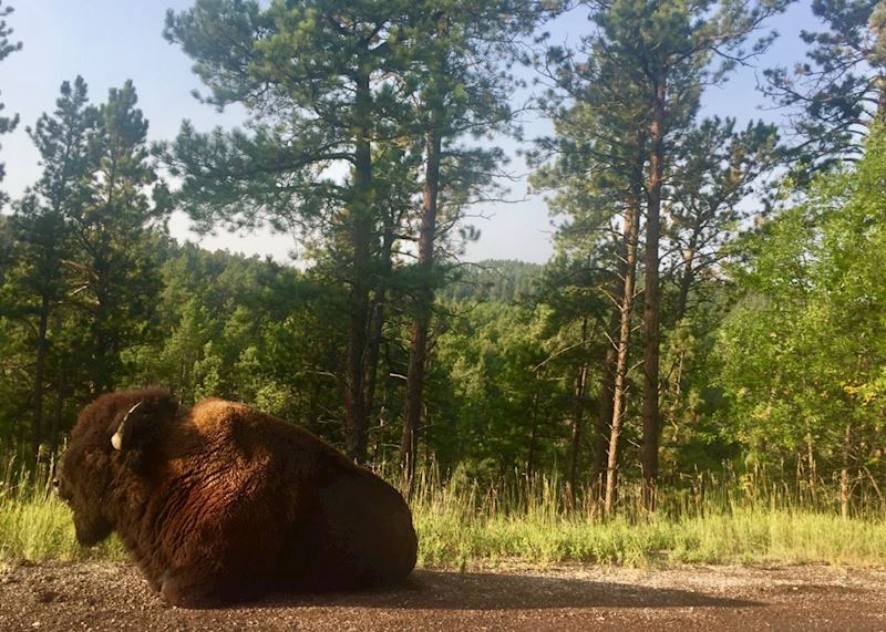 Bison at Custer State Park