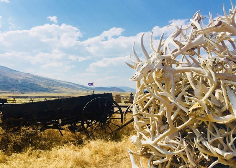 Old Town Cody skulls