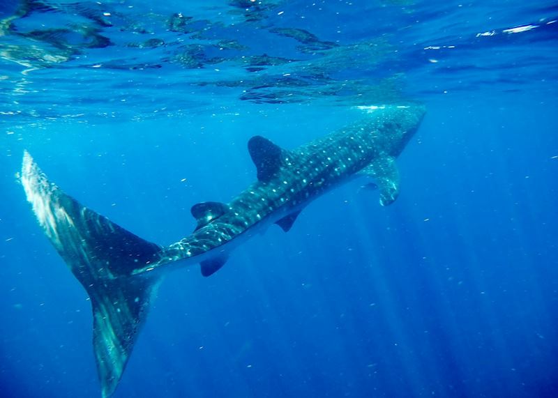 Whale shark feeding from the plankton-rich waters of the Caribbean coast of Mexico