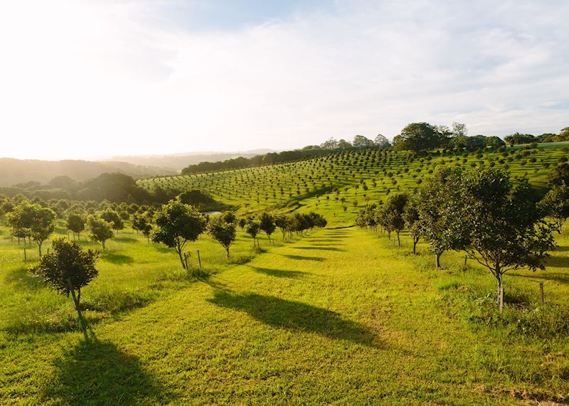 Macadamia Orchard, Byron Bay