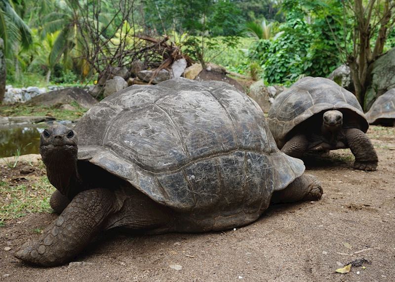 Giant tortoises, La Digue