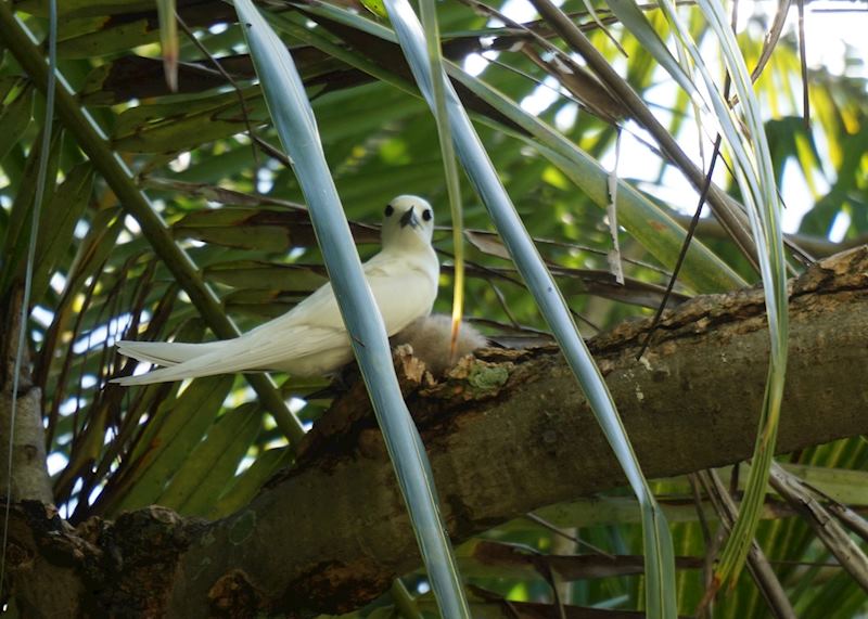 Fairy Tern with Chick, Denis Island