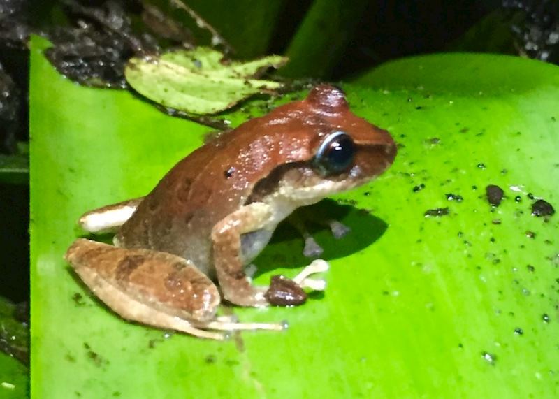 Santa Marta tree frog 