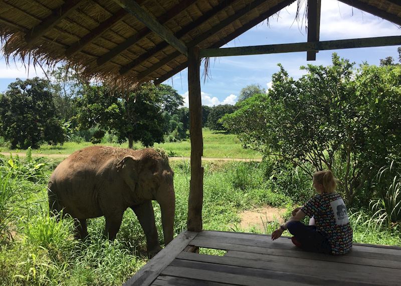 Elephant at Kanta Elephant Sanctuary