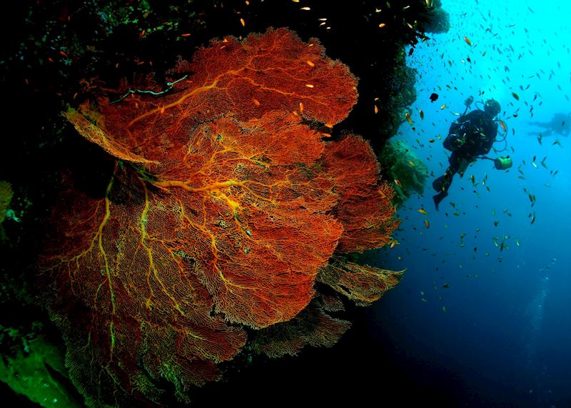 Diving at Tenggol island