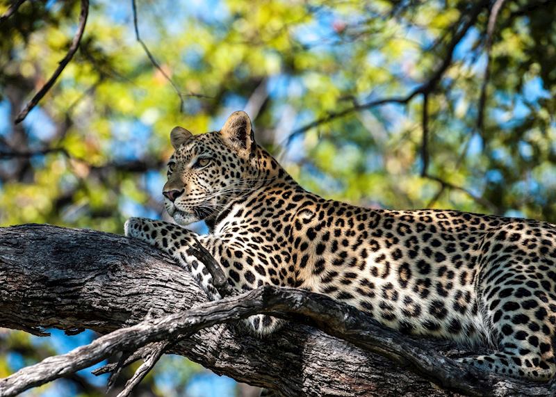 Wildlife viewing at Khwai Concession