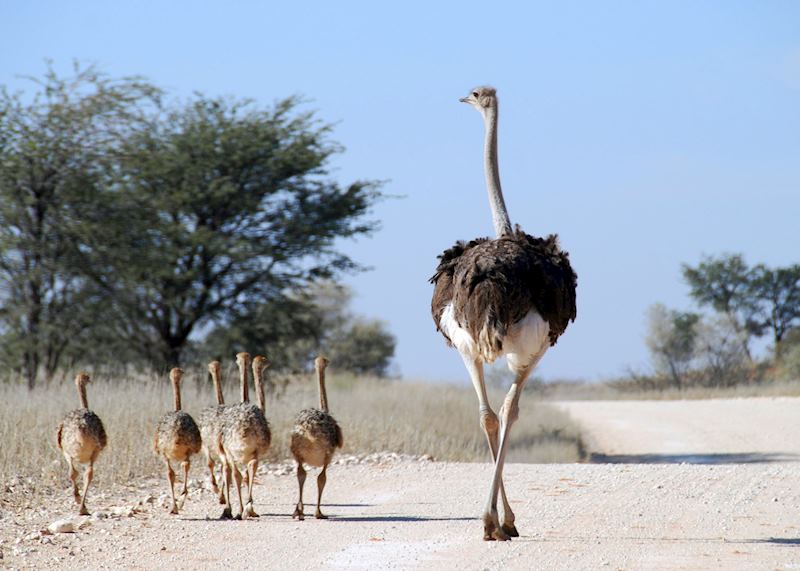 Ostriches in the Kalahari Desert, Botswana