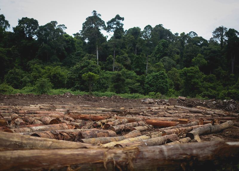 Logging, Deramakot Forest Reserve