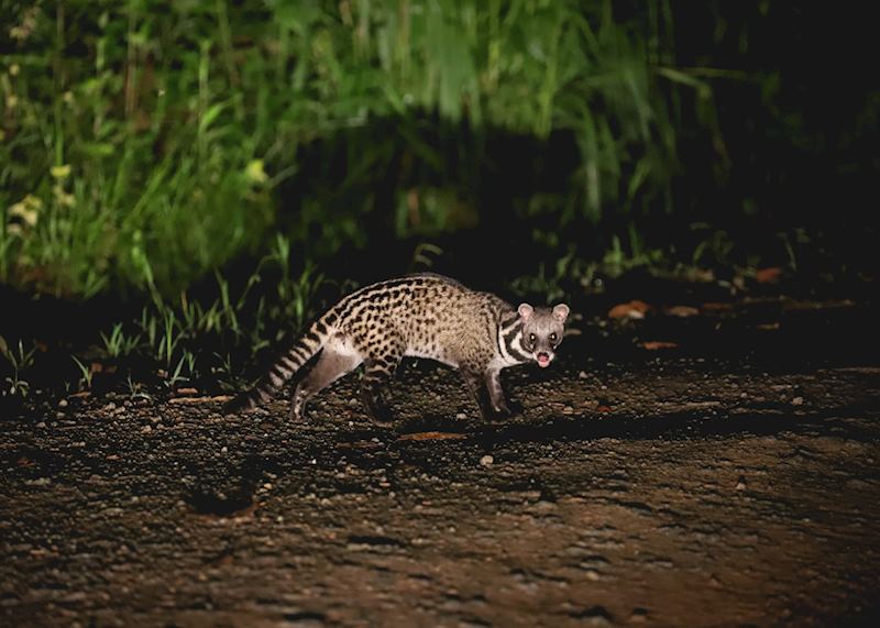 Malay civet, Deramakot