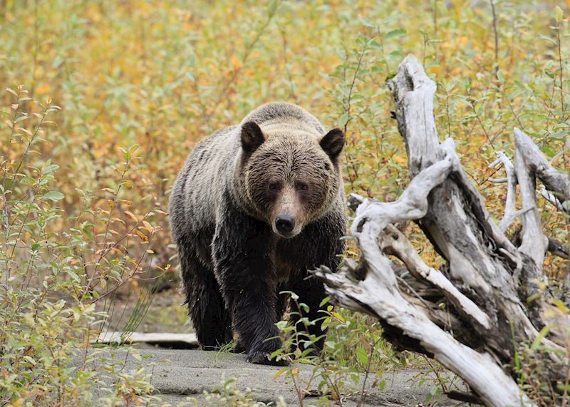 Bear viewing at Wild Bear Lodge, Kaslo