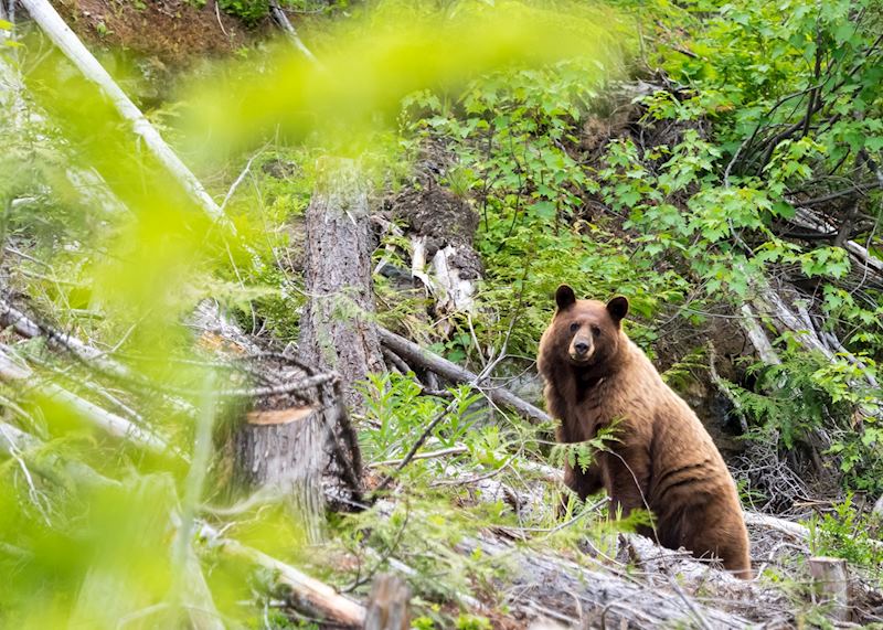Bear viewing at Wild Bear Lodge, Kaslo