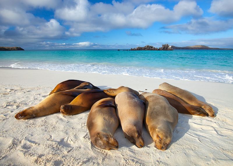 Sea lions, Galapagos Islands