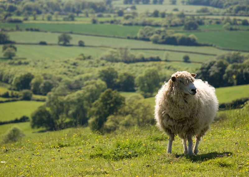 Sheep in the Cotswolds