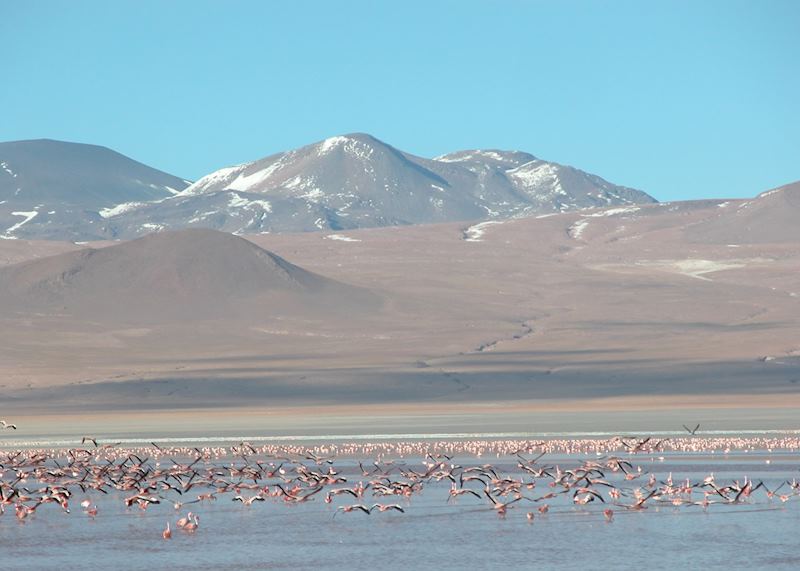 Flamingos on Laguna Colorada, Bolivia