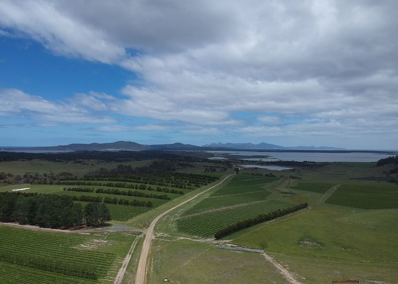 Devil's Corner Winery 