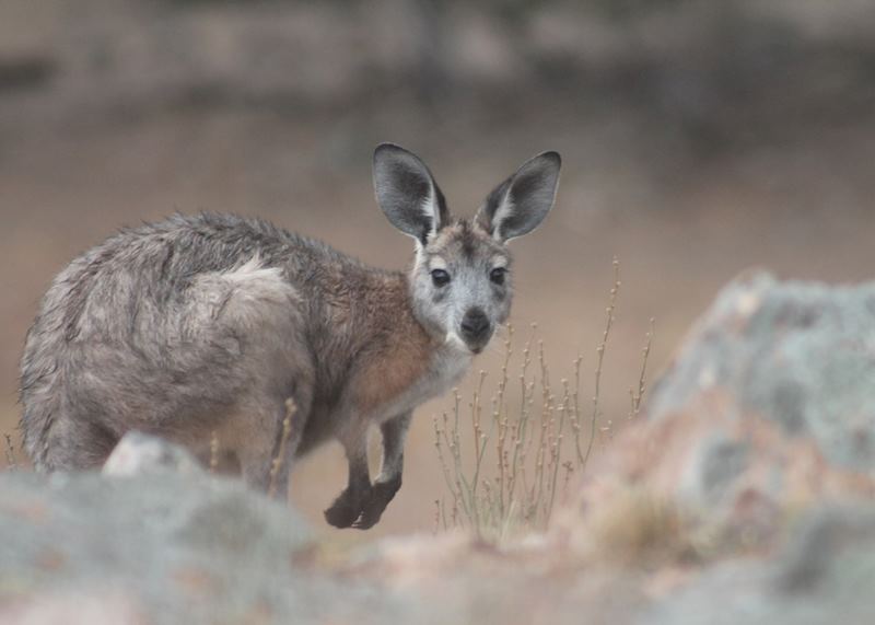 Wallaby, Flinders Ranges