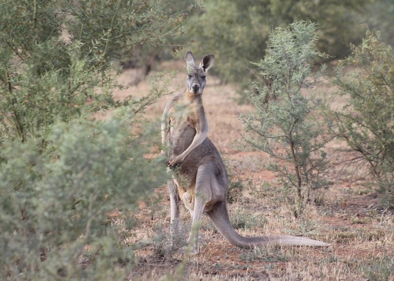 Kangaroo, Flinders Ranges