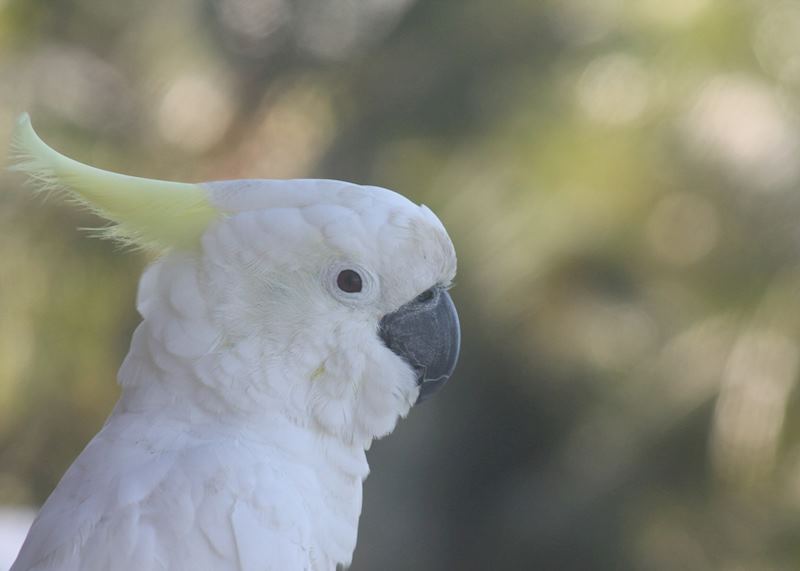 Cockatoo, Hamilton Island 