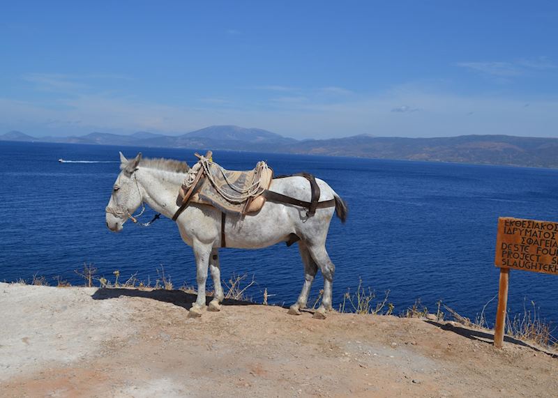 Local mule, Hydra