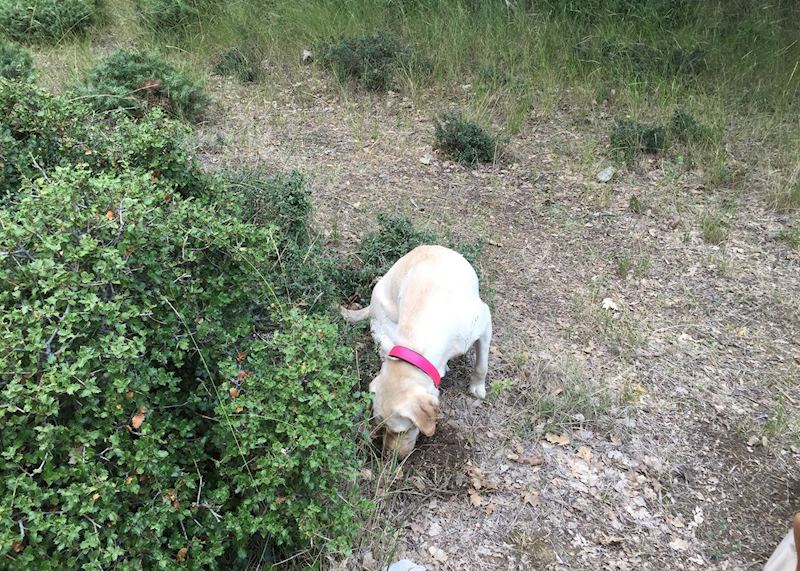 Dorita searching for truffles, Central Greece