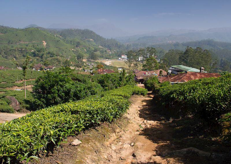 Letchmi Hills, Munnar