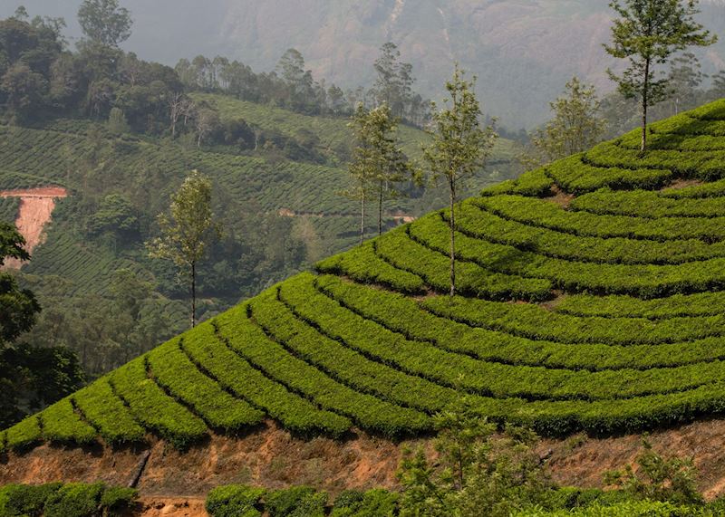 Walking through the tea plantations