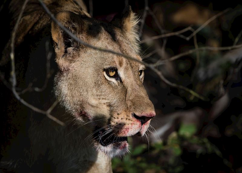 On safari in the Khwai Private Reserve