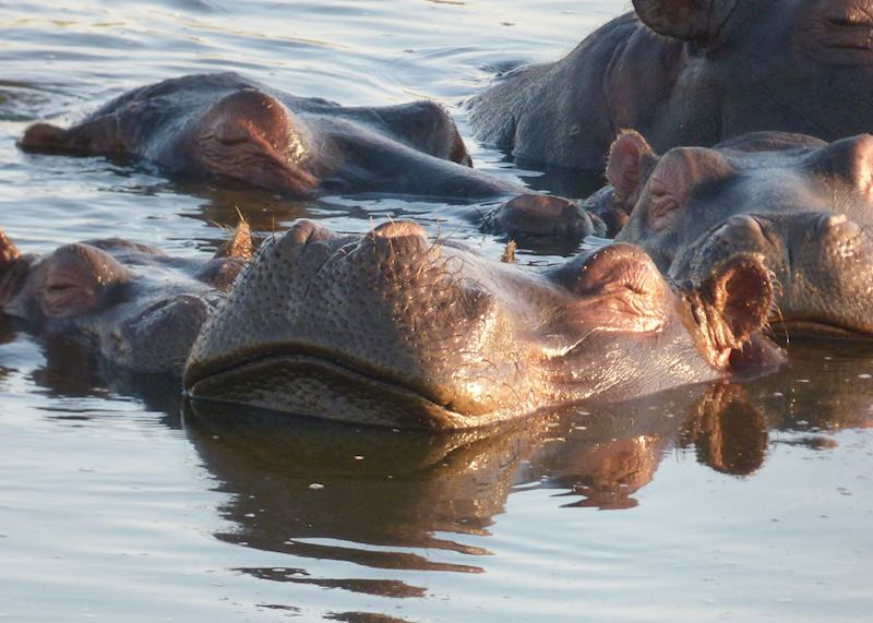 Hippos