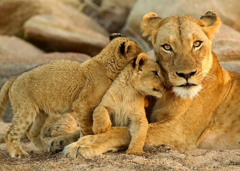 A female lion with her cubs, South Africa