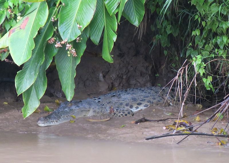 Crocodile, Kinabatangan River