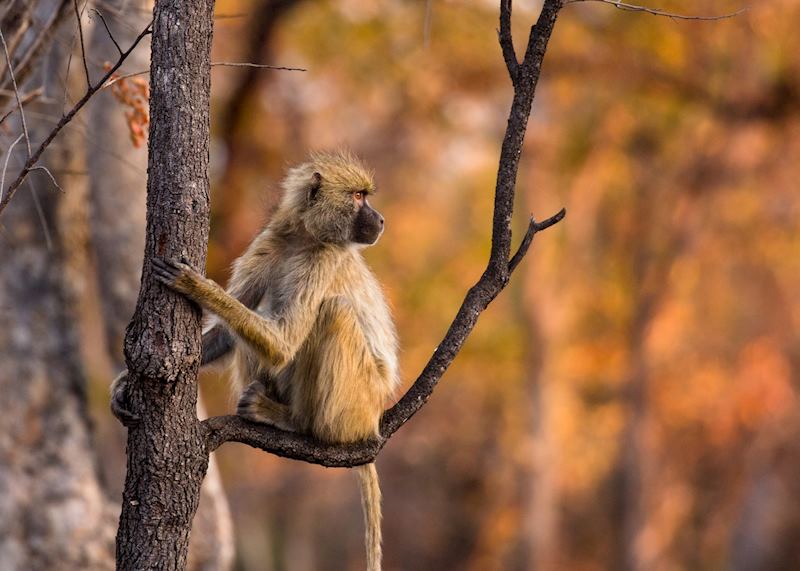 Baboon in Kafue National Park