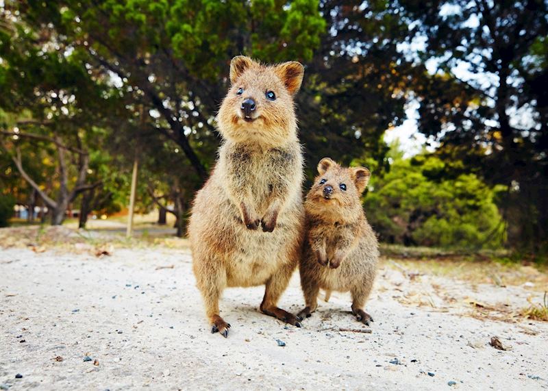 Quokkas on Rottnest Island