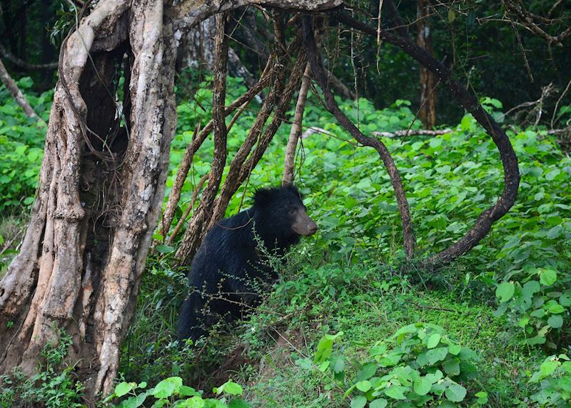 Wilpattu National Park, Wilpattu National Park