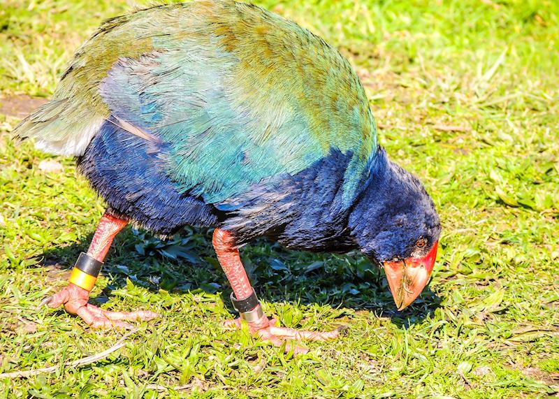 Takahe, Tiritiri Matangi Island