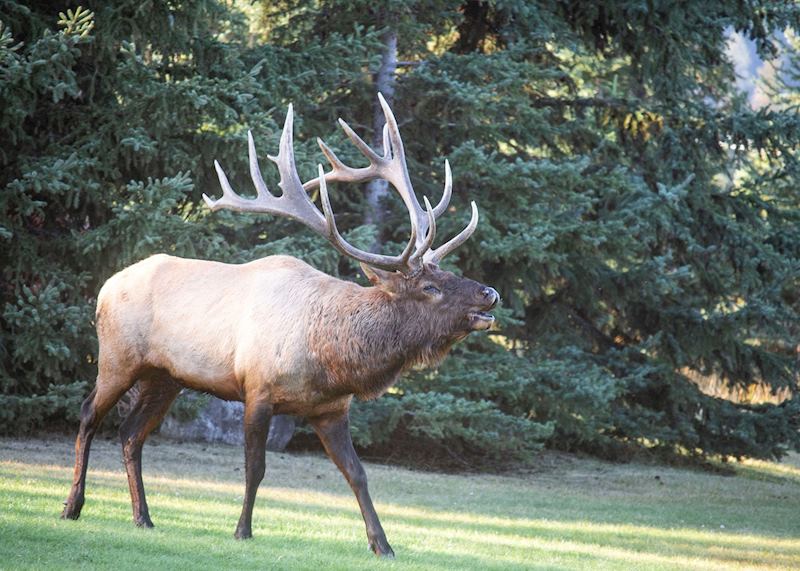 Elk bull near Jasper, Alberta