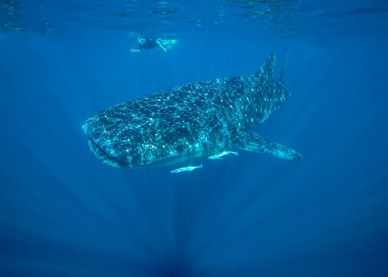 Whale shark, Ningaloo Marine Park