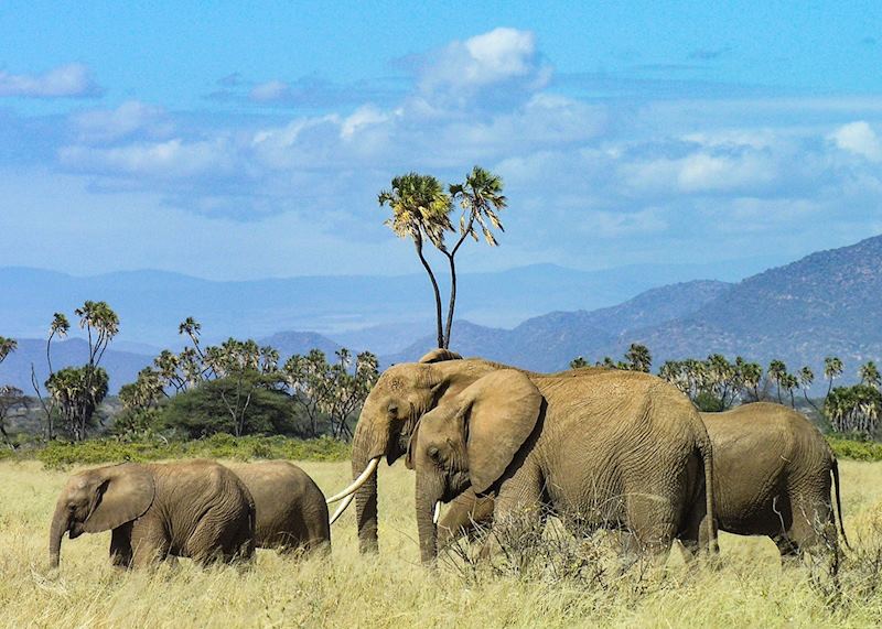 Samburu National Reserve