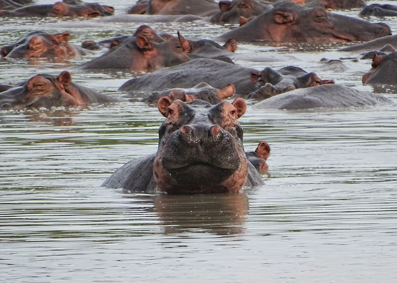 Pod of hippo in the Selous