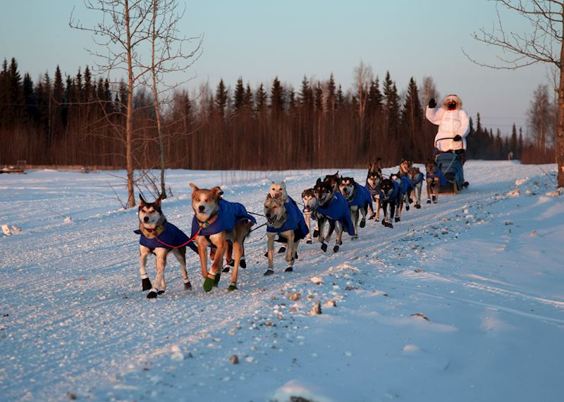 Winter dog mushing in Alaska